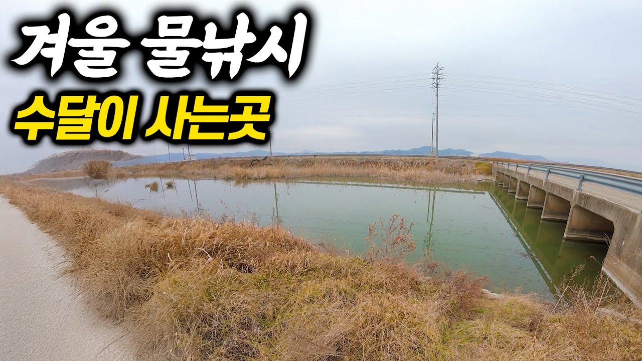 얼지않은 수로에 찾아왔는데 하악질 하는 수달? 차박낚시여행