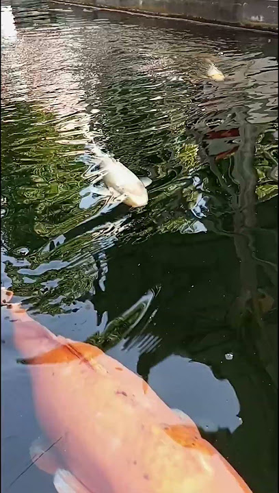 pemandangan kolam# katak ikan koi#pemandanganbagus #panorama