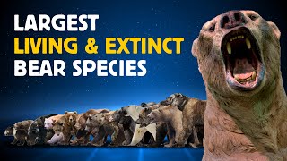 Largest Living VS Extinct Bears  Size Comparison