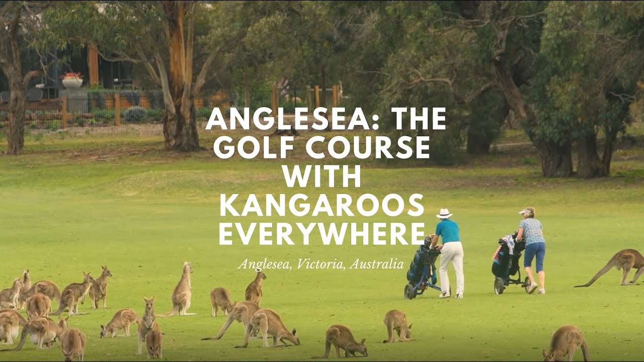 anglesea golf course kangaroo tour