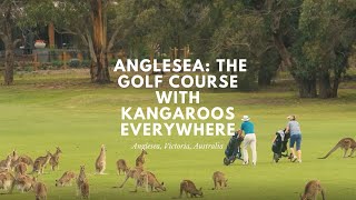 Kangaroo Viewing Tour