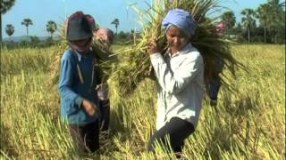 System of Rice Intensification in Cambodia