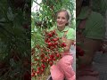 🍅 Удивительные, необычные, волшебные – сортовые томаты Монпансье и Поцелуй! #SemenaPartnerShorts