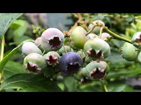 Video: Gestreiftes und geflecktes Wintergrün - Erfahren Sie mehr über den Anbau von Pipsissewa-Pflanzen in Gärten