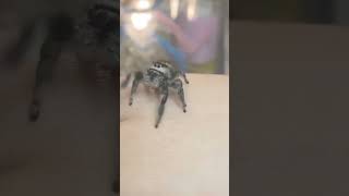 Suspicious Spider #Shorts #Memes #Sus #Funny