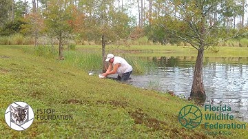 Man saves puppy from alligator