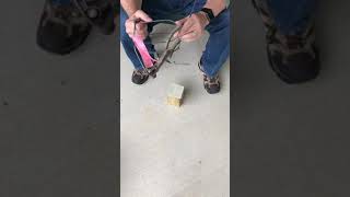 Setting Nash Choker Mole Trap