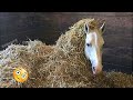 Need something fun watch these funny and cute horses  funniest horses 6