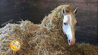 Need something fun? Watch these funny and cute Horse Videos - Funniest Horses #6 by Animals So Cute 162,000 views 5 months ago 15 minutes