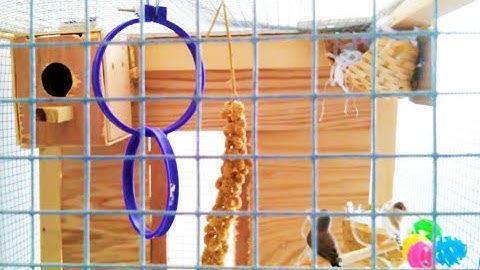 Zebra Finch build Nest