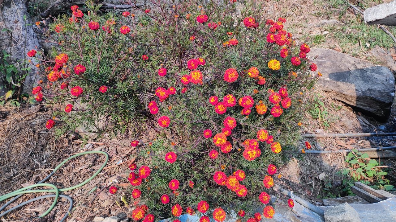 राशन लेने गाड़ी ले के गए थे सोचा 20 से 25 kg राशन मिलेगा लेकिन चावल 2.5kg और गेहूँ 9 kg मिला 😂😂😂😂😂😂😂