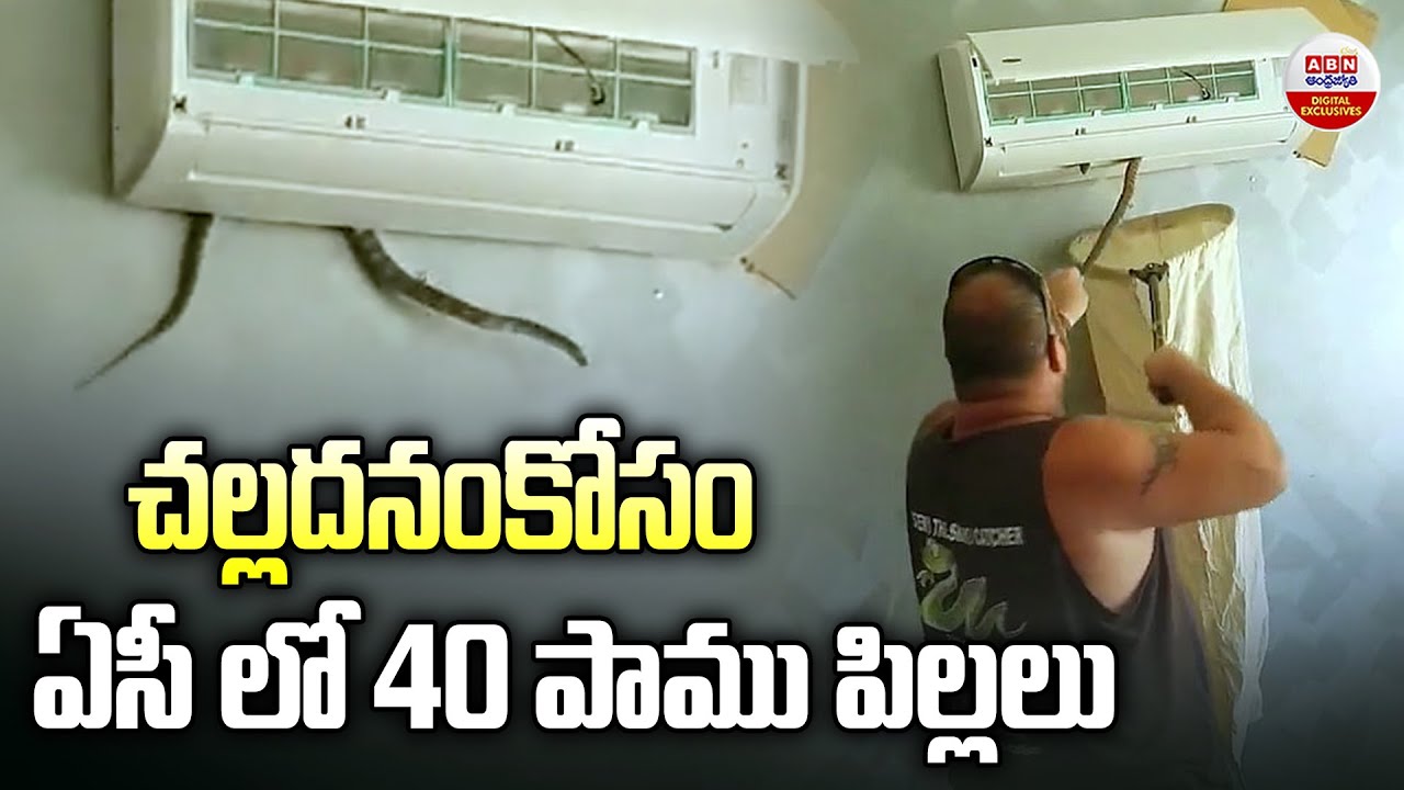చల్లదనం కోసం ఏసీ లో 40 పాము పిల్లలు | Snakes Found Crawling Inside Air ...