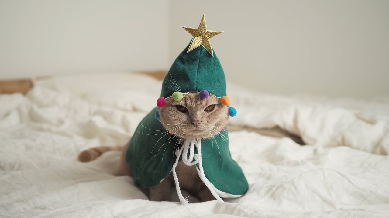 チロル猫さん専用 maxresdefault.jpg