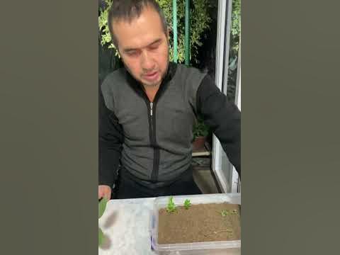 Jinsiy nok bilan qiynoqlar video Lesbian porno orgiya