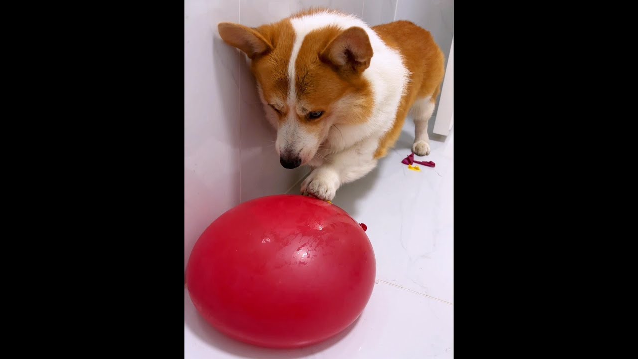 ⭕Cute Puppies 🥰♥ super funny Corgi ♥ 
