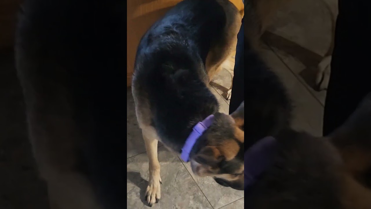 Chief executive officer of Dogs Kitchen is busy at work. #shorts