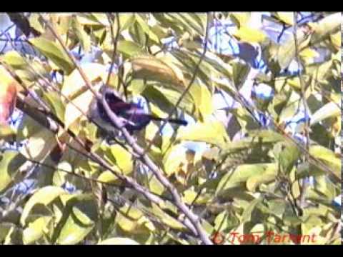 Red-backed Fairywren (Malurus melanocephalus) 