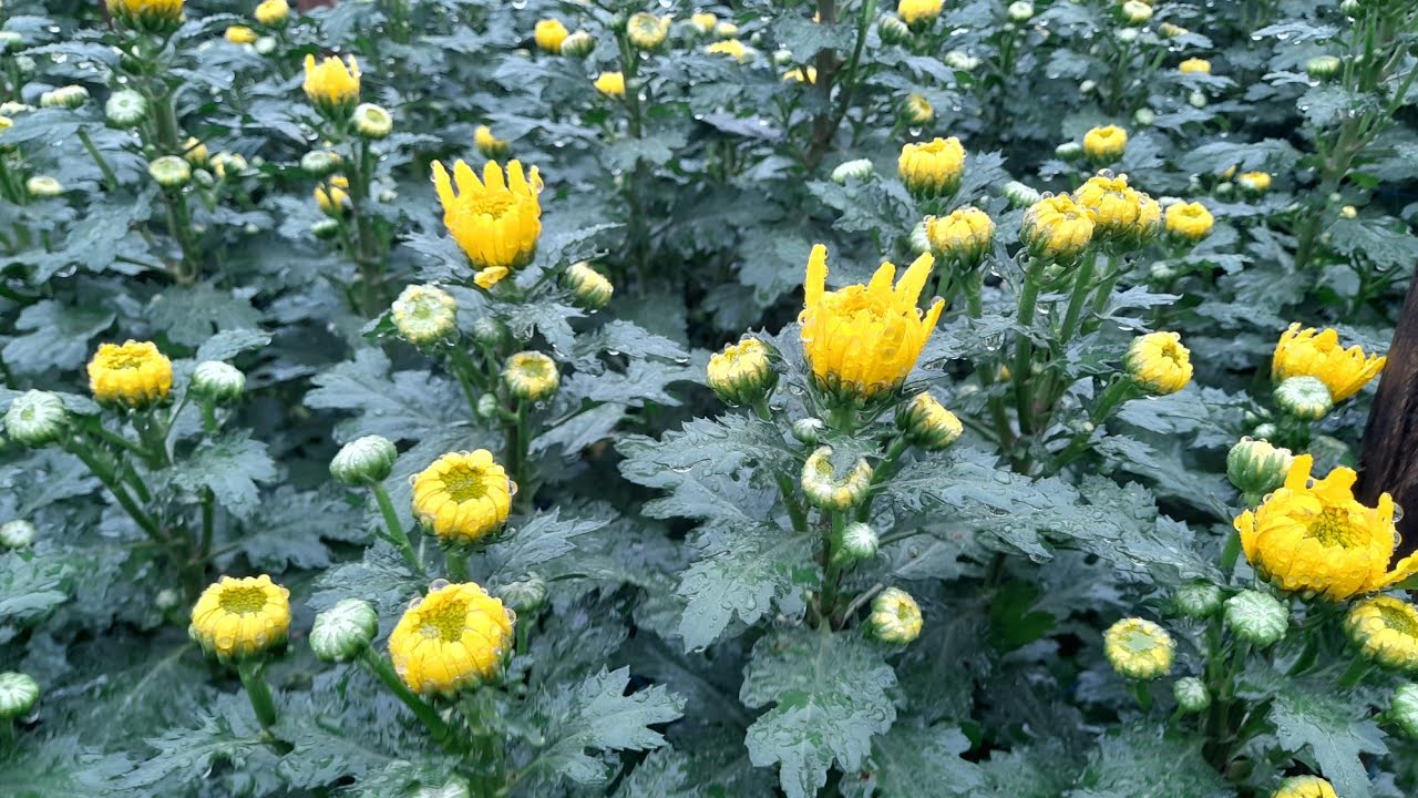 20/12AL_ Hoa cúc pha lê bắt đầu bung cánh có thể kéo cánh bằng Ga3 được rồi.