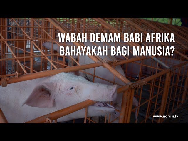 Wabah Demam Babi Afrika Bahayakah Bagi Manusia? | Narasi Newsroom class=