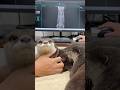 「中の人、入ってる？」カワウソの健康診断がみんなの想像以上に人間っぽい件😳😳 Unexpectedly Human: Two Otters' Medical Exam😳😳 #shorts