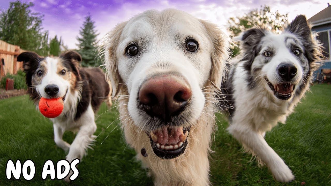 24 часа телевидения для собак 🌙 Спокойная музыка, чтобы успокоить собак, оставшихся дома одних 🐕 Б