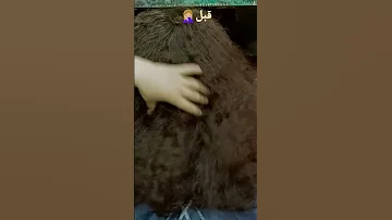 كيفيه علاج الشعر الهايش والمقصف 