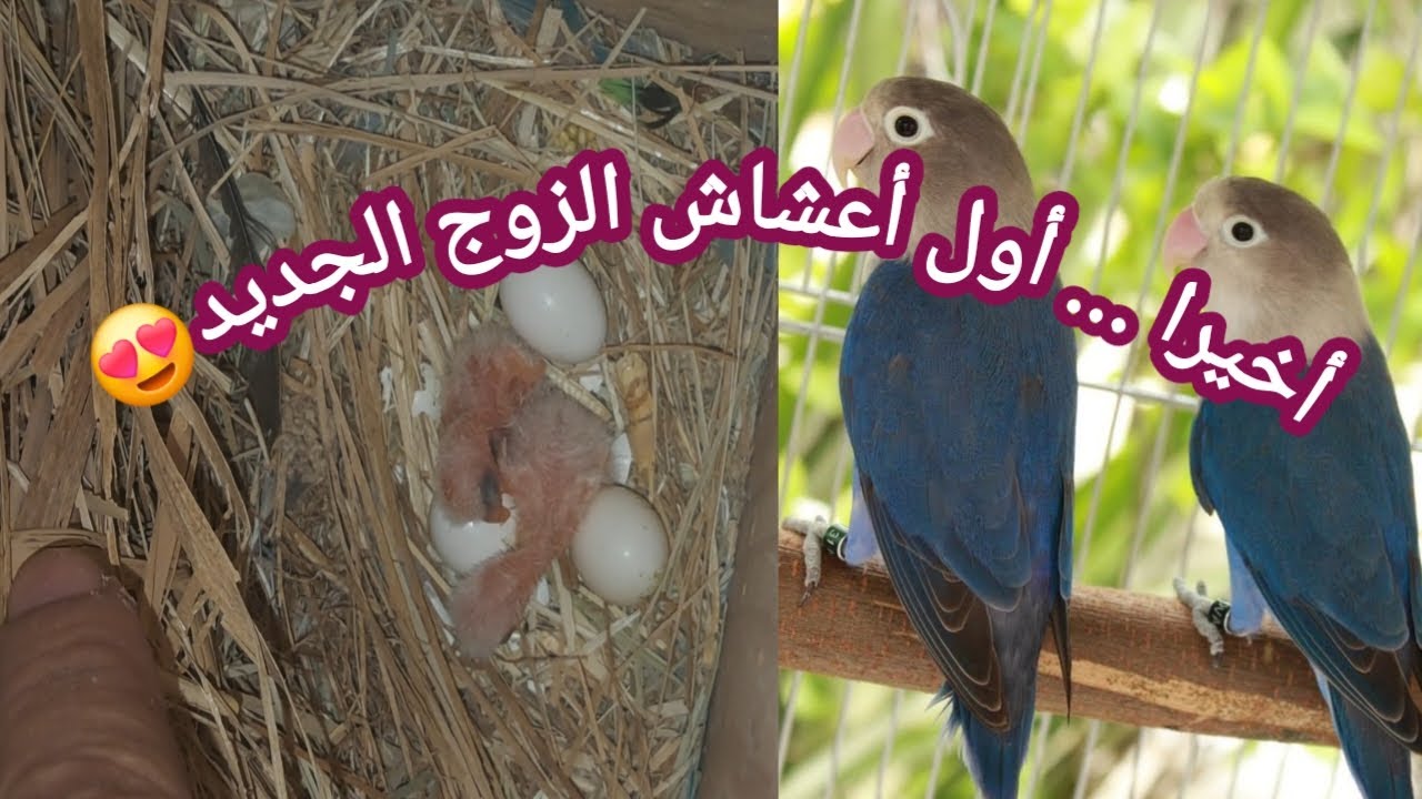 تتمة فتح أعشاش طيور الفيشر 😍 والمفاجأة هذه المرة غير متوقعة🤔