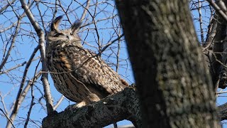 Flaco the Owl was exposed to rat poison prior to death