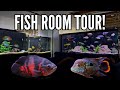15 cichlid tanks in one home incredible fish room tour