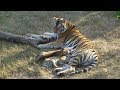 Милое тигриное семейство.Cute tiger family.