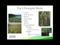 Emergent Weeds and Solutions