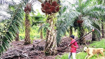 Sungguh Menakjubkan Panen Sawit Over Pruning Tapi Buah Sawit Tetap Lebat