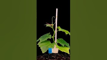 #satisfying #beautiful AMAZING CUCUMBER PLANT  TIME LAPSE 2023#shorts
