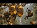 Giant Honey at 200M… The Way Down Is the Real Danger