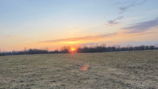 Первый отёл коровы Белки #корова #отел #роды #хозяин #помощь #молоко #деревня #животные #cow #milk 