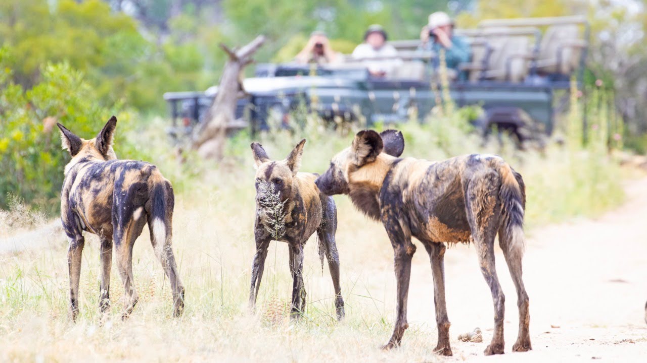 Pack of Wild Dogs LIVE! YouTube