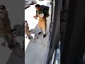 Perro roba Helado en la calle - Sebas Bayer IA Content - Sebas Bayer IA Content