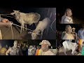 Départage des bœufs 🐂NDIOL SANA,NINKI FATTAH, MAME TINE à Mbouloum le 22 Avril 2026