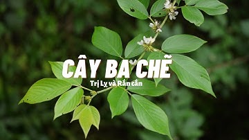 Cây Ba Chẽ trị lỵ và rắn cắn (Cây rau vị thuốc)