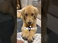 とてつもない打撃を受ける子犬【ゴールデンレトリバー】 #dog #子犬 #ゴールデンレトリバー #犬のいる暮らし
