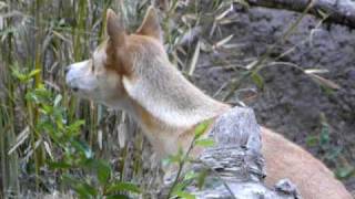 New Guinea Singing Dog (2) by Silver Cross Fox 21,164 views 14 years ago 2 minutes, 6 seconds