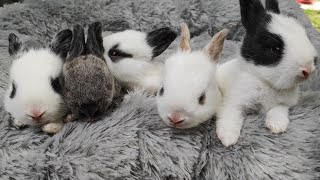 5 cute funny little bunnies open they eyes for the first time