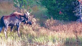 Bull moose eating willow 2