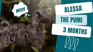 Aless the pumi | 3 months by Kudr Holky 518 views 1 year ago 2 minutes, 13 seconds