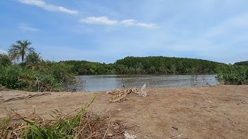 Câu cá út ở Tam Thôn Hiệp - Cần Giờ