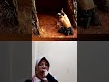 Membuat tempat tinggal di bawah pohon #shorts