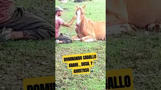 Dominar un caballo es darle mucho amor #shortsyoutube #horse #caballos