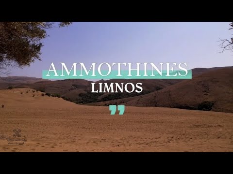 Ammothines limnos