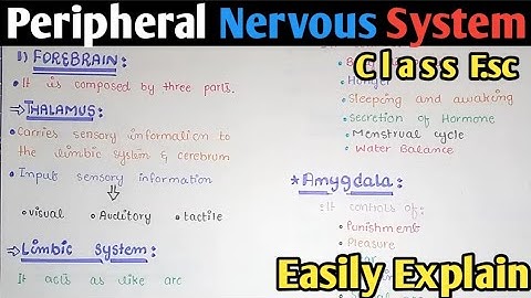 What are the 3 parts of the peripheral nervous system