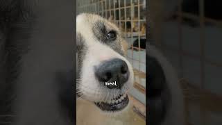 Touch the hearts of dog lovers with “The Unconditional Love of Dogs”
